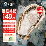 贝司令【源头直发】鲜活乳山生蚝牡蛎贝类聚会烧烤6XL净重4.5斤端午聚餐