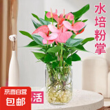 竹柏水培绿植驱蚊竹办公室内花卉绿植四季好养白掌水培红掌盆栽 【热卖】特级粉掌【U型玻璃瓶】