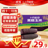 十月稻田 黑糯玉米 3.52斤（220g*8根）东北紫玉米 早餐零食 低脂饱腹