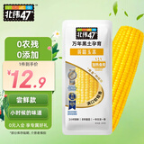 北纬47° 黄糯鲜玉米200g*1穗 低脂玉米棒糯玉米东北玉米粘玉米 尔滨特产