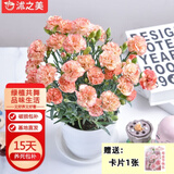 沭之美康乃馨盆栽室内观花植物绿植 康乃馨花边橙+0.5加仑盆 源头直发