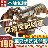 首鲜道【活鲜】波士顿龙虾鲜活波龙 大龙虾海鲜鲜活礼盒大虾年货礼盒 500-600g/只大龙虾*1只（净重）