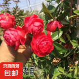 正宗红木香花苗四季开花爬藤植物浓香型特大苗甜蜜黄木香盆栽 四季红木香 中苗1米-1.2米