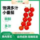 京鲜生＆一柿缘 串收樱桃小番茄 净重2斤礼盒 水果西红柿 源头直发