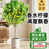 植男植女客厅大型香水柠檬树不带花果绿植四季植物室内客厅真盆栽源头直发