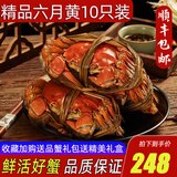 【活蟹】阳澄清歆大闸蟹 鲜活特大螃蟹公蟹母蟹 海鲜水产生鲜礼盒 精品全母蟹2.5-2.8两 十只礼盒装