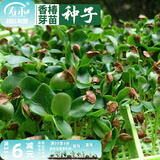 寿禾 芽菜种子萝卜四季秋季四季无土水培蔬菜豌豆芽 香椿芽苗菜种子30g（较难种植）