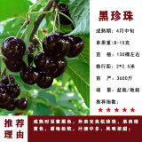 车厘子树苗樱桃树苗南方北方种植盆栽庭院果树矮化樱桃树大樱桃苗 黑珍珠4年苗结果苗