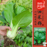 寿禾 上海青种子苗油菜小白菜夏秋季蔬菜种籽 潍丰高柳上海青种子25g