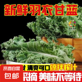 新鲜羽衣甘蓝时令西餐沙拉榨汁果汁健康轻食农家甘蓝 【寿光直发】净重1斤