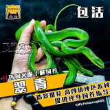 SMVP玉米蛇活物真蛇宠物蛇爬宠幼体翠青异宠白化蛇宠无毒黑王暴风雪盲 翠青【亚成】造景必备
