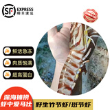 沢素湾特大竹节虾斑节虾九节虾送礼礼盒 鲜活速冻黑虎虾送礼礼盒 1000g(净重)  超大（5-6条/斤）