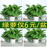 小冤家绿萝盆栽室内花卉绿植绿箩水养花卉盆景桌面办公客厅水培大叶绿色 精品180#绿萝四盆+肥2【6块/盆】