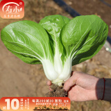 寿禾油菜种子矮脚上海青梗菜蔬菜小白菜快菜春夏寿光蔬种籽四季青菜 寿冠矮脚黄白菜种子 25g