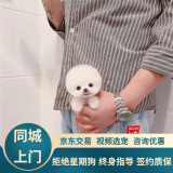 宁宠 博美犬博美幼犬茶杯犬狗白色宠物狗狗活体长不大的搏美俊定金 混血级