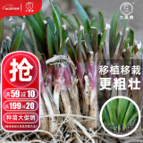 大禹韭菜苗韭菜根苗种子紫红根韮菜移栽根寿光本地老品种大宽叶蔬菜 韮菜移栽根韭菜根苗800棵 更粗壮