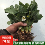 【20天速长成果】奶油草莓秧苗盆栽四季草莓苗南北方种植当年结果 热卖款:【5颗+肥】精选高产苗 耐寒【四季结果奶油大草莓】