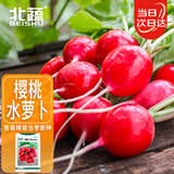 北蔬 小萝卜种子苗夏秋红皮水萝卜菜种籽 潍胖1号樱桃萝卜种子约500粒