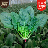 北蔬 大叶菠菜种子种苗红根春四季蔬菜种籽 卓脆红根大叶菠菜种子10g