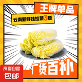 云南高原娃娃菜新鲜蔬菜生鲜乾隆白菜早餐火锅必备产地直发 浅黄色 新鲜娃娃菜3颗装*5包