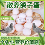 正宗新鲜鸽蛋农家五谷杂粮散养 田园新鲜鸽蛋10枚