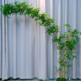 观音竹大型绿植盆栽客厅客厅桌面土培绿植易养老桩竹子盆栽室内 飘逸2米以上大苗红观音1-3杆 原基地盆