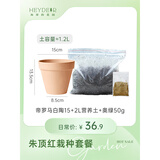 海蒂的花园旗舰店南非朱顶红进口重瓣种球室内阳台球根花卉植物保证对版种球 1颗朱顶红栽种盆土套餐【不含种球】 12+
