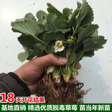 【20天速长成果】奶油草莓秧苗盆栽四季草莓苗南北方种植当年结果 热卖款:【5颗+肥】精选高产苗 耐寒【四季结果奶油大草莓】