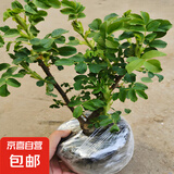 盆载植物食用玫瑰花苗大马士革玫瑰平阴玫瑰月季花苗四季开花浓香 10年老桩玫瑰主杆1.5cm粗高50-60cm 不含盆