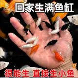 宠以沫玛丽球鱼胎生鱼活体冷淡水小鱼易繁殖鱼好养热带观赏鱼新手鱼 2-3cm三色皮球6条+2条备损