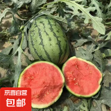 现摘现发2k西瓜当季手剥薄皮小糖丸西瓜新鲜水果冰糖子小西瓜 3-4斤（1-2个）