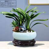 自然空间君子兰盆栽室内花卉绿植送礼 玉岚双拼君子兰+2兔+180座 源头直发