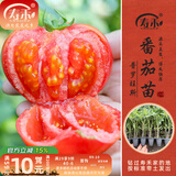 寿禾 蔬菜苗活苗带土发货大全菜苗种苗春夏各种秧苗山东寿光苗子阳台 [水果番茄型]普罗旺斯番茄苗6棵