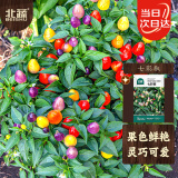 北蔬 七彩椒种子种苗五彩泡椒可观赏盆栽蔬菜种籽 七彩椒种子100粒