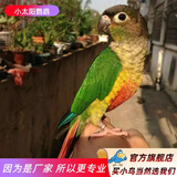 万宠汇 鸟活体虎皮鹦鹉笼养牡丹玄风活鸟学说话手养小太阳鹦鹉和尚鹦鹉 小太阳鹦鹉1只（颜色公母备注）