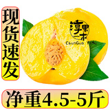 淳果一木 河南丹江黄桃新鲜水果 黄毛桃子水当季蜜桃黄金桃子新鲜生鲜水果 5斤（净重4.5-5斤）