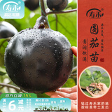 寿禾 蔬菜苗活苗带土发货大全菜苗种苗春夏各种秧苗山东寿光苗子阳台 圆茄子苗  6棵