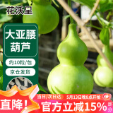 花沃里大亚腰葫芦种子10粒 花卉种子草籽家庭盆栽阳台办公庭院花坛种植