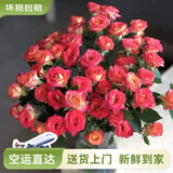 云南鲜花批发品质玫瑰百合水养鲜切花送女友水养鲜花源头直发 爱丽丝-10支 【任选2件—不收运費】