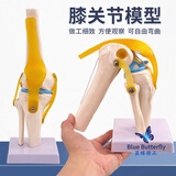 蓝蝶教学仿真人体膝关节功能模型附韧带骨骼医学功能展示 半月板交叉韧带活动膝盖 骨髌骨肩颈骨架骨科 人体膝关节