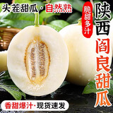 粤迎陕西阎良甜瓜头茬现摘香瓜新鲜应季时令水果白皮甜瓜小香瓜生鲜 5斤精选果【阿姨手挑】净4.5斤