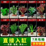 疯狂水草（FKSC）真水草鱼缸造景套餐净化水质懒人鱼缸水草植物直接入缸蜈蚣草 【火山石】新手造景适合40-60缸