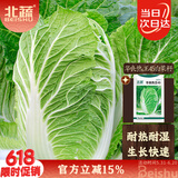 北蔬 夏阳白菜种子苗夏秋大白菜菜种籽 华良热王45白菜种子5g约1600粒