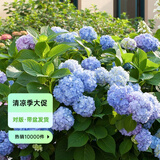 虹越（HONGYUE）大花绣球花盆栽苗 无尽夏花手鞠万华锦绣球八仙花庭院阳台花卉 【花园大会特供】大花绣球“无尽夏”1加仑