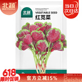 北蔬 红苋菜种子种苗圆叶汉菜种子四季蔬菜种籽 北蔬红苋菜种子4000粒