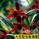 劉閣蘭花兰花建兰四季兰天红浓香时令花卉盆栽 3苗当年开花裸根源头直发