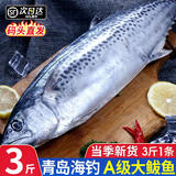 尚致 青岛大鲅鱼新鲜整条鲅鱼海鱼海鲜礼盒马鲛鱼生鲜鱼类 整条鲅鱼3斤/条