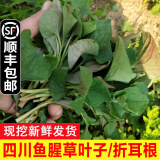 辰实【发顺丰】鱼腥草新鲜 折耳根叶子 侧耳根节节根蔬菜现挖发 1斤四川鱼腥草叶子