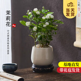开时果 茉莉花盆栽浓香型 桌面绿植物阳台花卉树苗盆景摆件源头直发包邮 茉莉花3-6株【雪梨盆+底座】