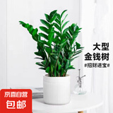 【金钱树】盆栽客厅室内植物钱串子大型发财绿植乔迁开业送盆花卉 6-9株 60-70cm+罗马柱树脂花盆 送肥料
